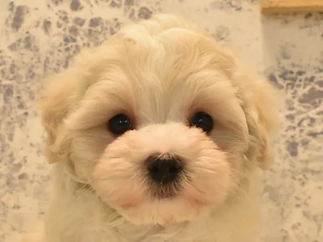 東京都のハーフ犬・ミックス犬 (ペッツワン町田多摩境店/2024年12月23日生まれ/男の子/クリーム)の子犬